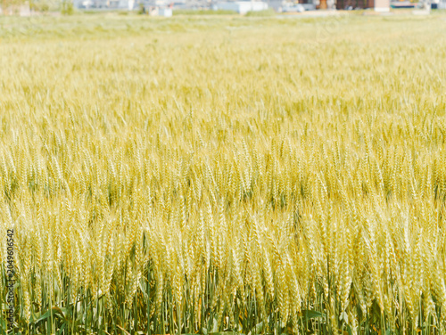 Barley Field in a Peaceful Rural Landscape with Mountains in Early Summer