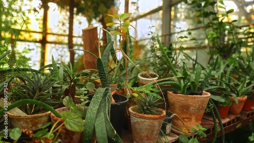 A variety of potted succulents and plants in an indoor greenhouse setting. The concept includes gardening, home decor, and nature themes, ideal for eco-friendly lifestyle content.