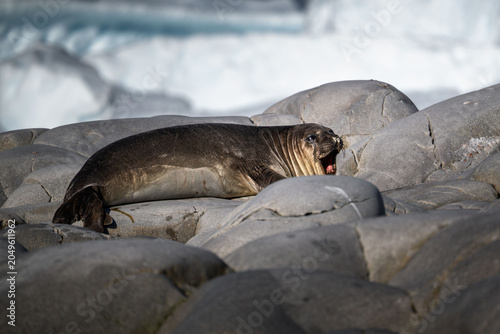 Yawning elephant seal perched on rock in a frozen Antarctic landscape.