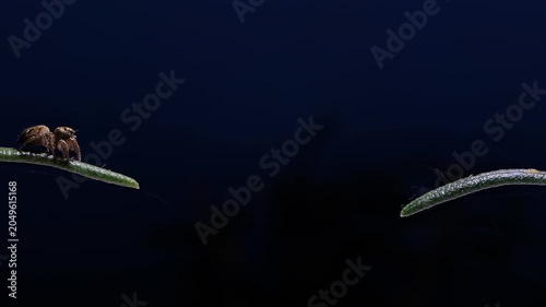 Jumping spider Salticidae leaping between two leaves