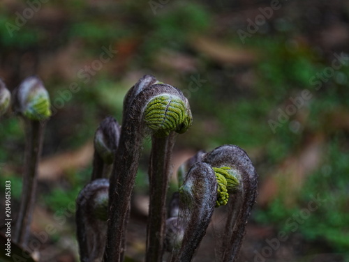 Fotografie bracken