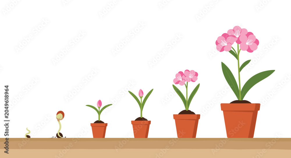 Obraz premium Sequential stages of a pink flower growing from a small seed to a full blooming plant in a terracotta garden pot.
