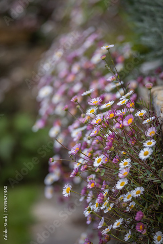 A close up of fleabanes blooming against a wall, on a sunny spring day