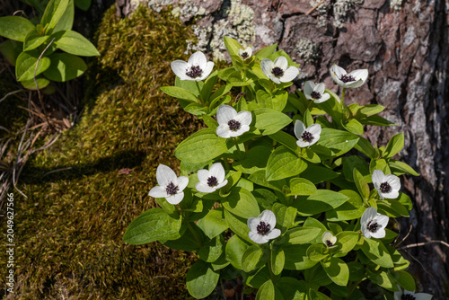 Blooming dwarf cornel or bunchberry (Cornus suecica)