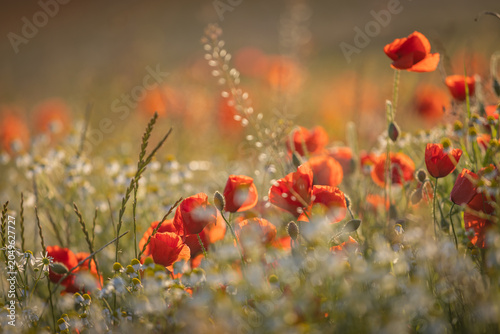 Poppies in bloom in a wildflower meadow, on a sunny summer's evening