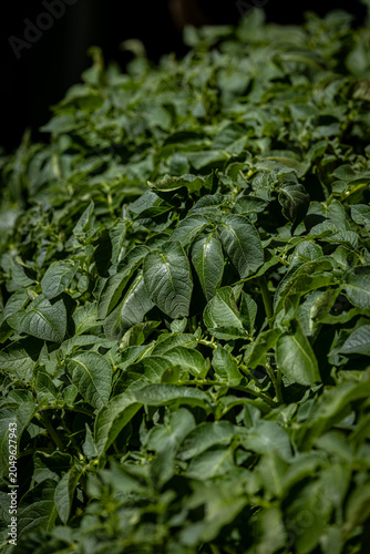 The foliage of potato plants being grown in a Sussex garden in springtime