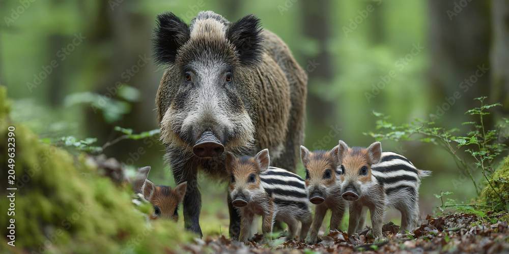 Obraz premium Wild Boar Family Walking Through Dense Forest
