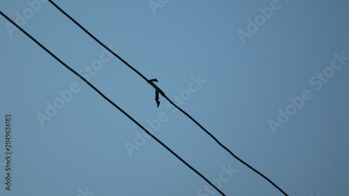 A solitary bird is perched on a set of overhead power lines against a clear, blue sky. The wires run diagonally across the image, creating a simple geometric contrast with the open sky