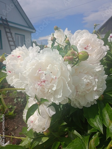 bouquet of peony