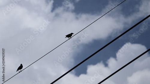 The image features two birds perched on parallel power lines set against a backdrop of a cloudy sky. One bird is closer to the right side, while the other is positioned further to the left