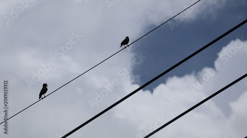 Two small birds are perched on separate power lines against a backdrop of a partly cloudy sky