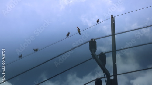 The image depicts a group of birds perched along power lines and on a utility pole against a backdrop of a cloudy sky