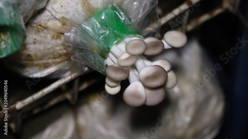 The image depicts a cluster of white and light gray mushrooms growing from a plastic bag that is partially torn open