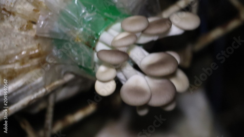 The image depicts a cluster of small, round mushrooms growing beneath a plastic bag, which appears to be part of their environment