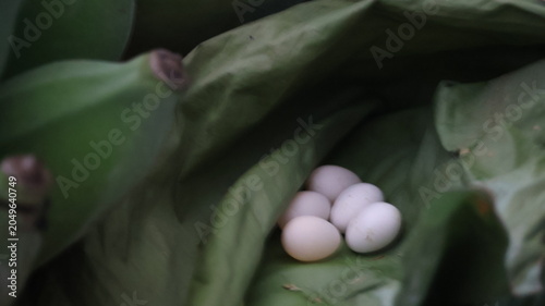 The image shows a small cluster of white eggs nestled inside a large, green, leafy plant, possibly a fruit or vegetable