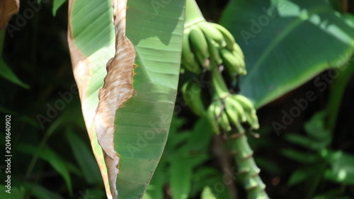 The image features a close up view of a banana plant with a prominent green leaf in the foreground, showing signs of browning along its edges