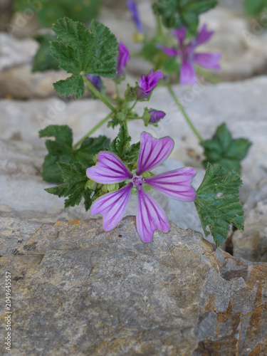 fiore viola