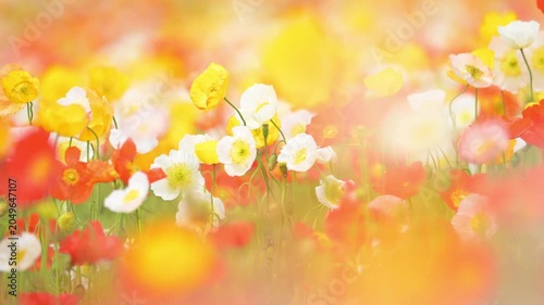 カラフルなポピーの花