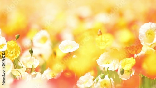 カラフルなポピーの花
