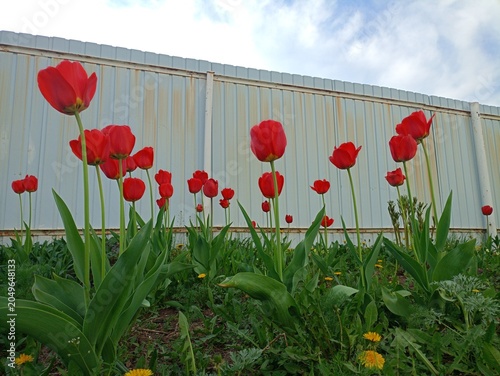 tulips in the garden