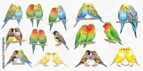 Tableau sur toile Collection of watercolor illustrations of various small birds, including budgerigars, lovebirds, and canaries, perched on branches in pairs