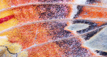 Macro texture of a giant atlas moth wing with orange and black patterns