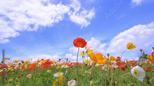 青空と風に揺れるカラフルなポピーの花
