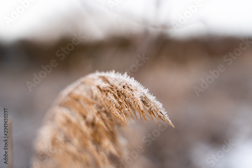 Bilde på lerret Raureif auf trockenem Schilfgras in winterlicher Dünenlandschaft.