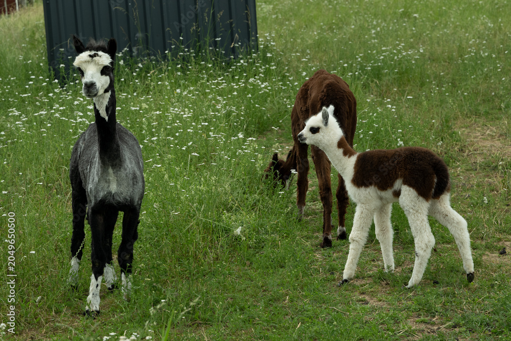 Fototapeta premium alpaka tier natur lama familie