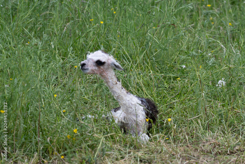 Naklejka premium alpaka tier natur lama baby