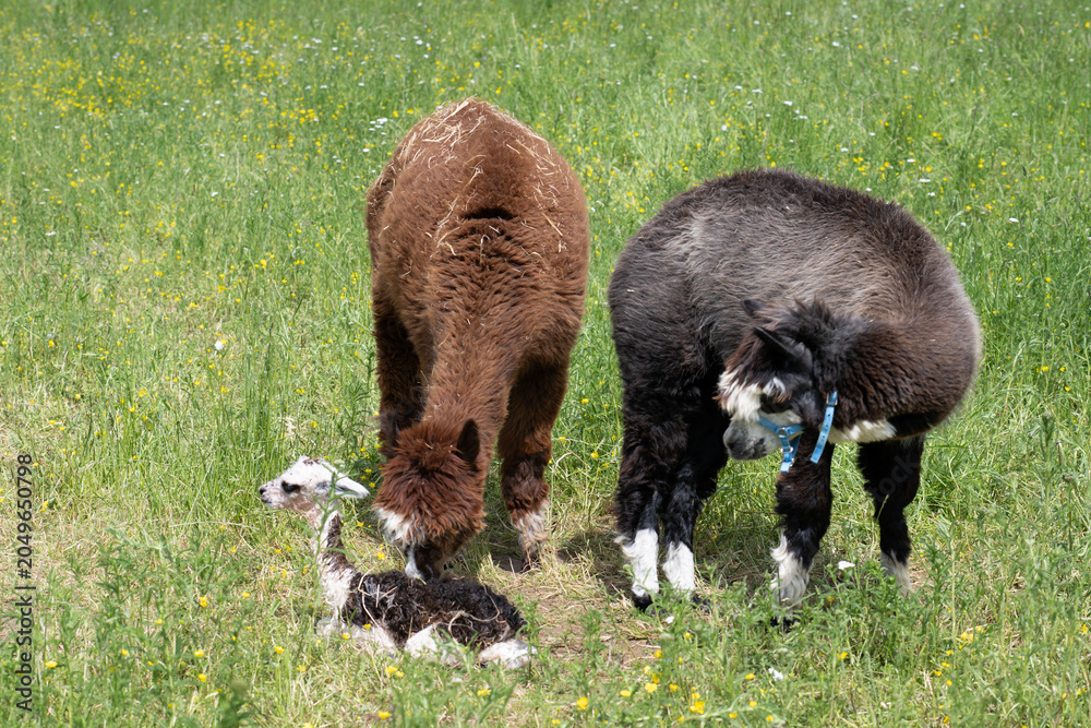 Naklejka premium alpaka tier natur lama familie