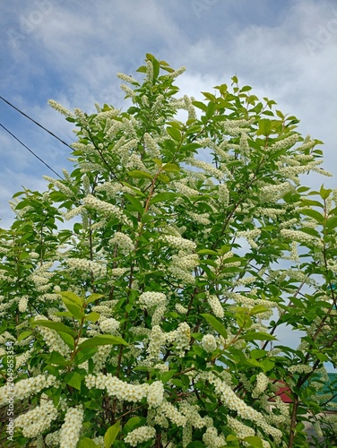 green tree branches