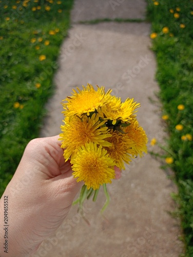 dandelions in a hand