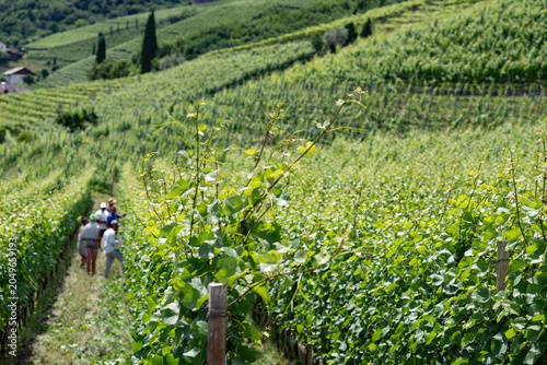 Fotografie SPLENDIDO VIGNETO VERDEGGIANTE IN COLLINA CON MASI TRADIZIONALI, TIPICO PAESAGGI