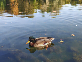 Mallard duck swimming on White Lake in Gatchina Palace Park. Wild bird floating on calm water surface with autumn reflection. Tranquil nature scene in historic Russian garden landscape.