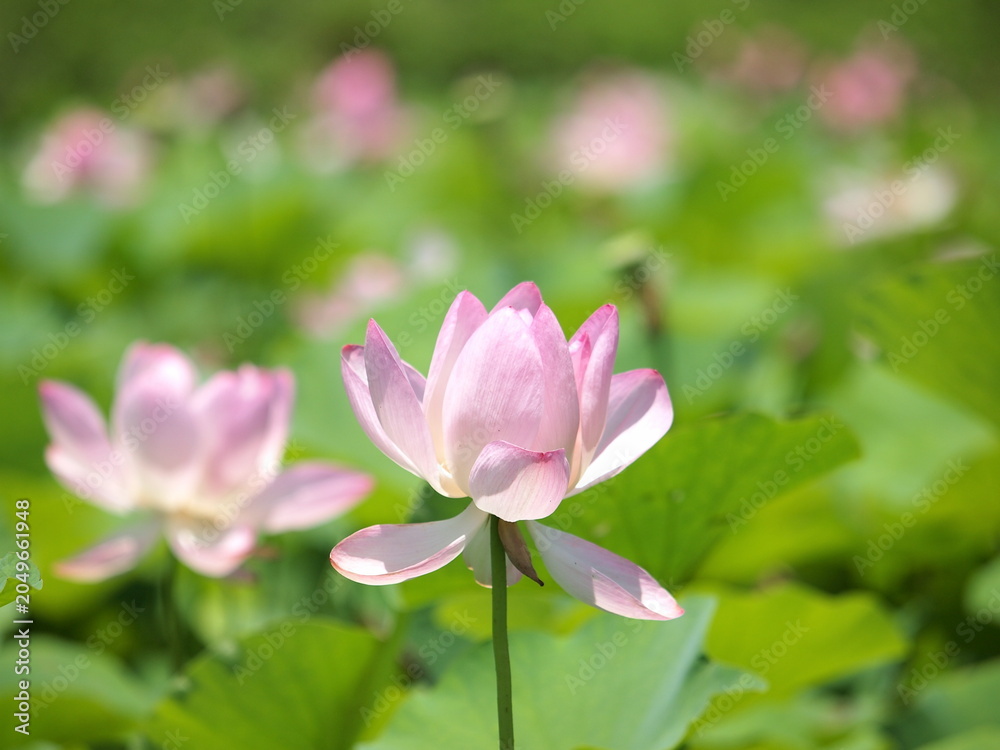 Fototapeta premium ピンク色の古代蓮の花が咲いています