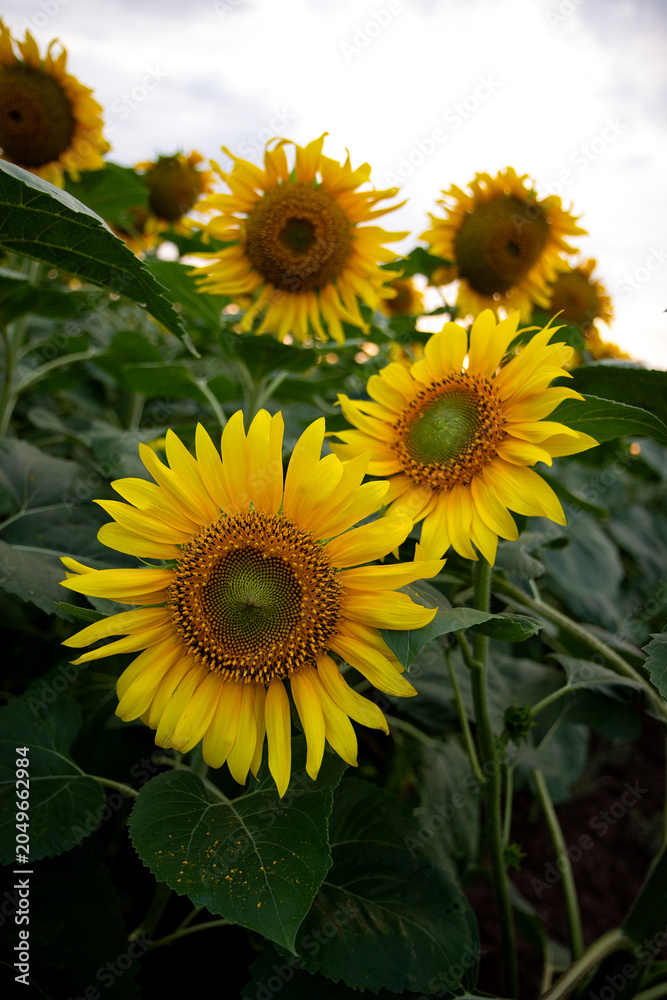 Obraz premium Close up vertical perspective of several blooming sunflowers growing tightly within a lush, rich layer of deep green leaves on an agricultural plantation.