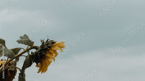 dying. A wilted sunflower drooping against a cloudy sky in muted colors, melancholic mood. gardening catalogs, home-decor guides, designed for home decor and floral branding.