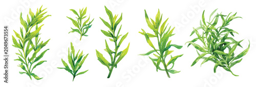 Fényképezés Vector illustration set, My Watercolor illustration, set of fresh tarragon