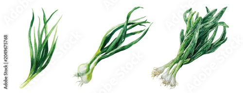 Foto Vector illustration set, My Watercolor illustration, set of scallion