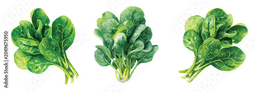 Foto Vector illustration set, My Watercolor illustration, set of spinach bunch