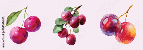 Vector illustration set, My Watercolor illustration, set of sugarplum fruits. Watercolor painting isolated on a white background, an EPS painting design, Hand-painted style, vectorized