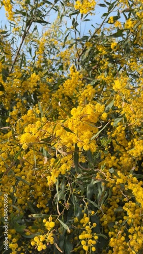 Bright yellow mimosa flowers in full bloom with green foliage under clear blue sky background