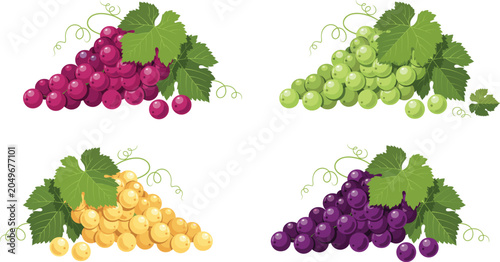 Four colorful varieties of grapes red green yellow and dark purple bunches with lush foliage flat vector illustration isolated on transparent background.