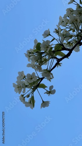 Flowering tree branch with white blossoms against clear blue sky, suitable for background