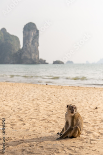 Macaque Resting On Sandy Beach In Krabi