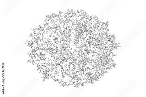 Foto Top view of a deciduous tree crown