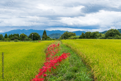 Photos Red Spider Lilies Blooming Along a Golden Rice Field in the Rural Autumn Landsca