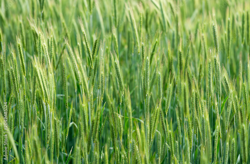 Obraz premium Green barley (cereal) field for abstract nature background.