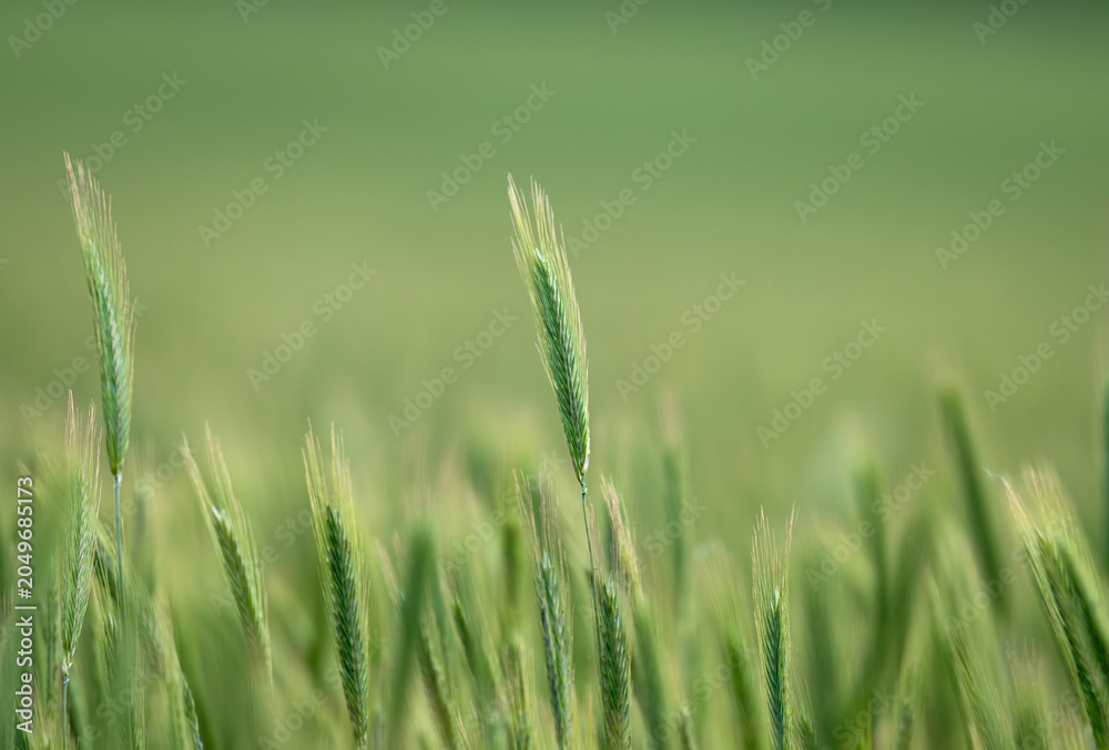 Obraz premium Green barley (cereal) field for abstract nature background.